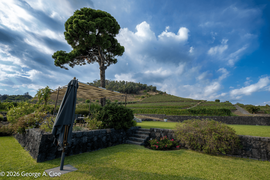 "Nature's Original Umbrella" Italian stone pine, Sicily