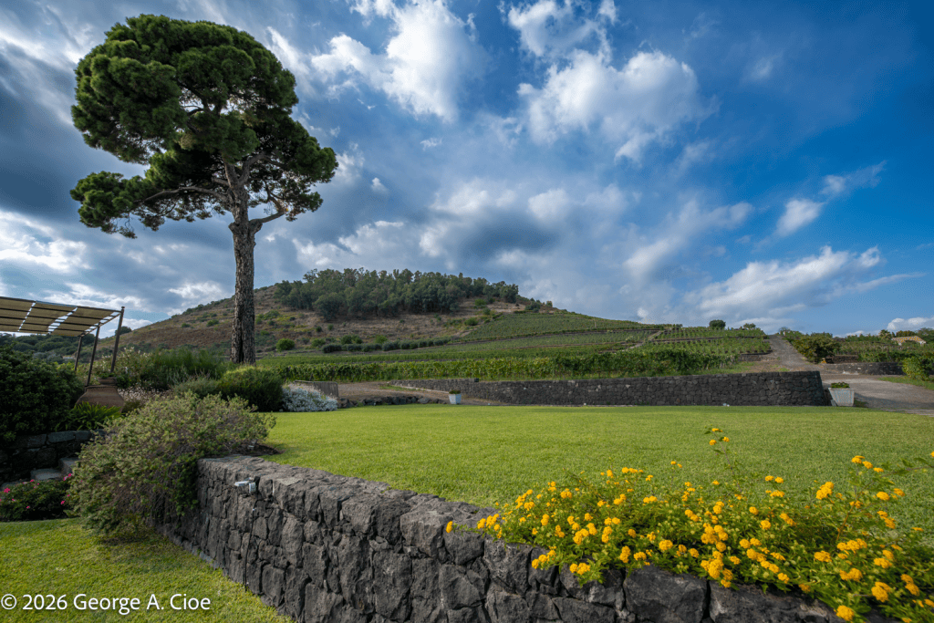 "A Vineyard With Star Quality" Sicily
