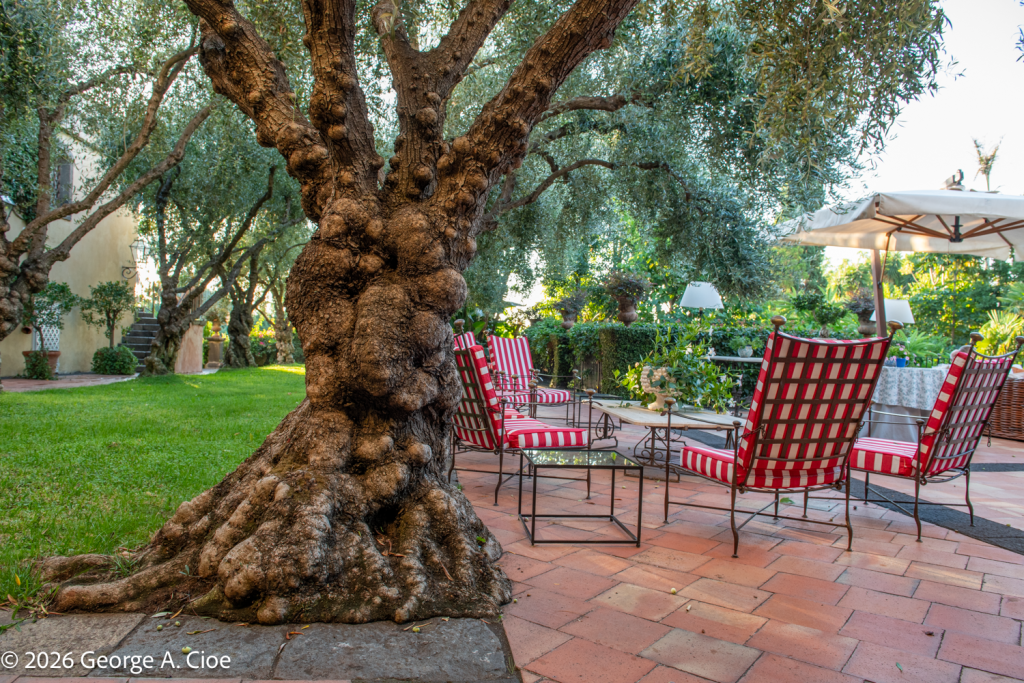 “The Ancient Heart of Don Arcangelo” Olive Tree