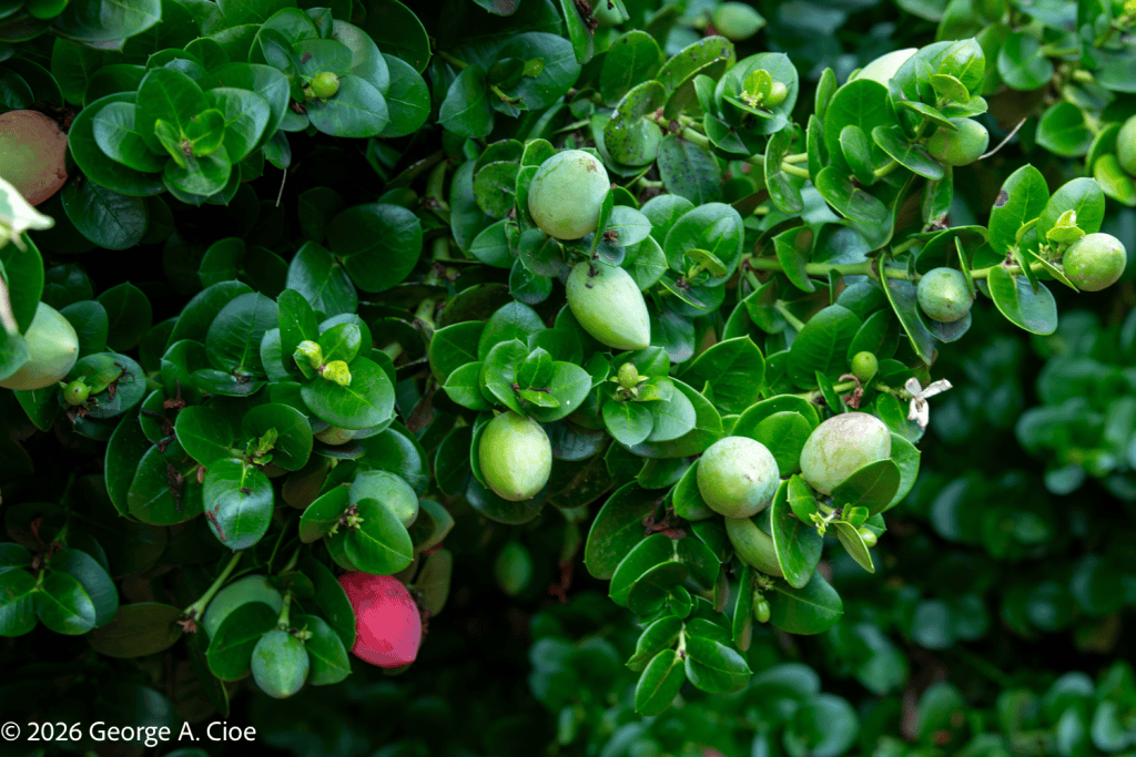 “The Fruit of Etna” Olives at Don Arcangelo all’Olmo