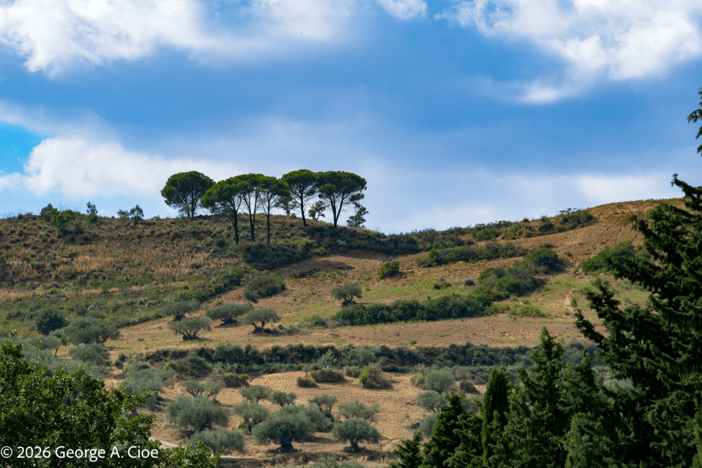 "The Hills Have Umbrellas"Italian stone pines, Sicily