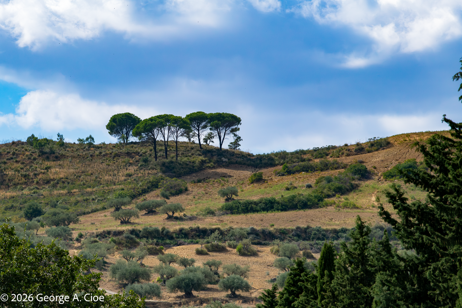 "The Hills Have Umbrellas"Italian stone pines, Sicily