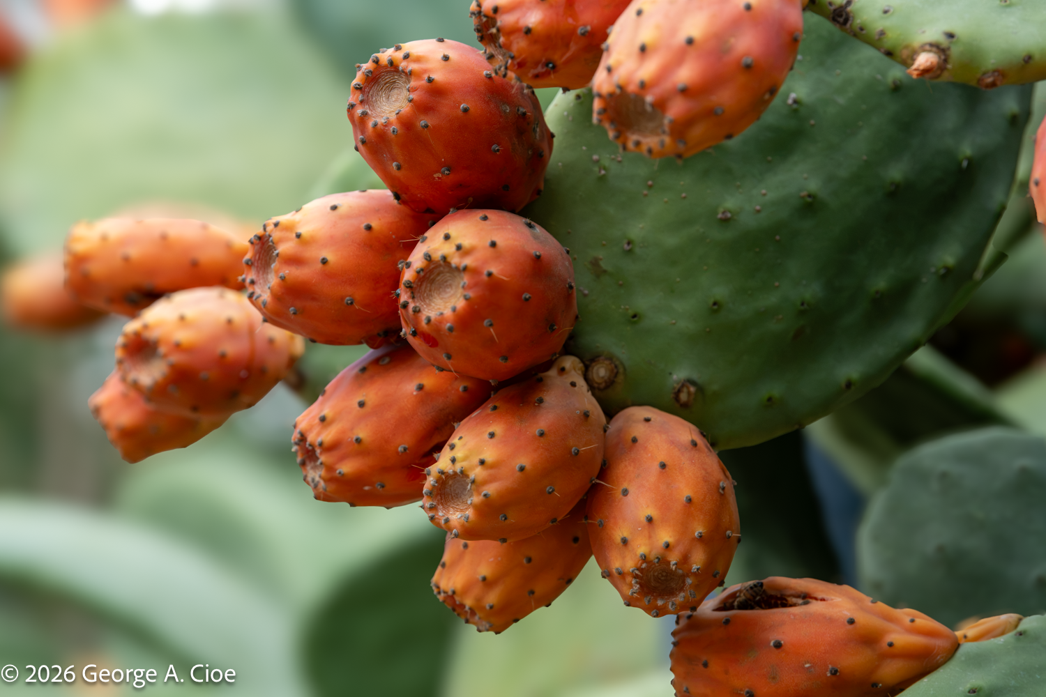 Prickly Pears: A Fruit With a Bone to Pick