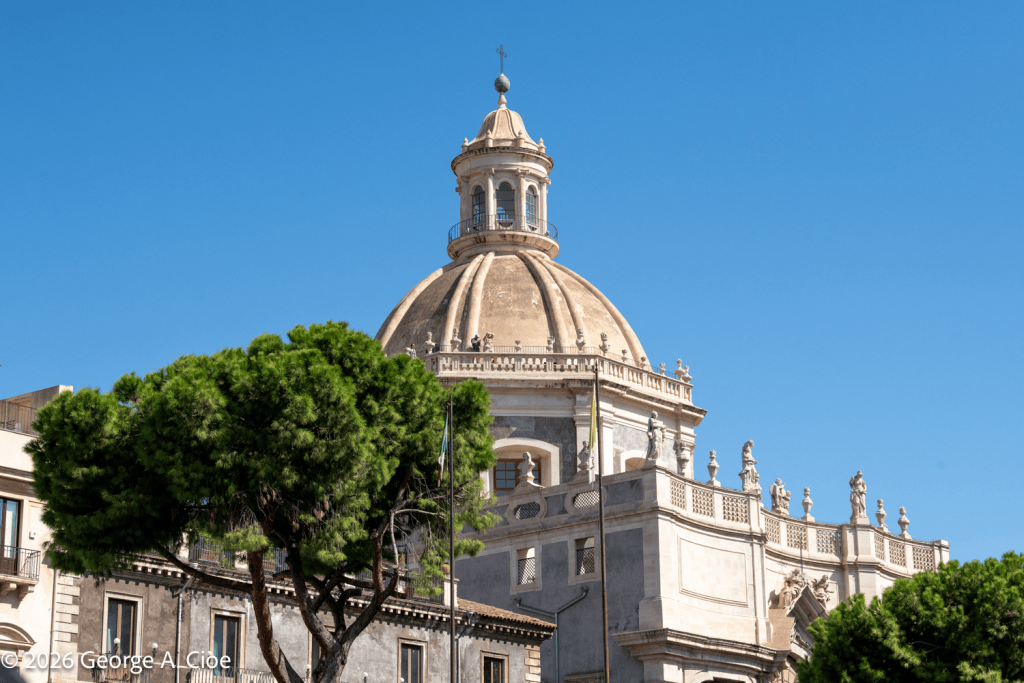 "Where Nature Meets History" Italian stone pine, Sicily